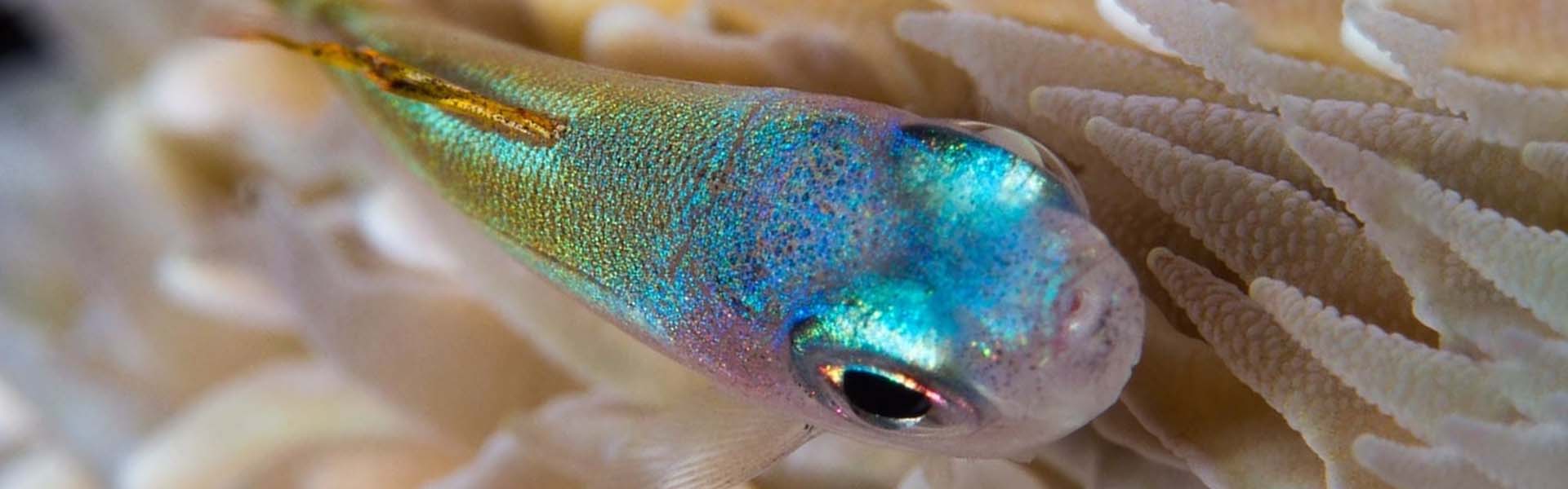 The Two-Lined Coralgoby
